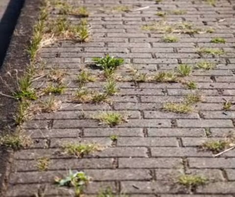 CROP-LINE KALDIRIM TEMİZLEME OT SÖKÜCÜ MİSİNALI FIRÇA MİSİNA UZUNLUĞU 38 cm OLMALIDIR (MİSİNA DAHİL DEĞİLDİR) MİSİNA KAFASI